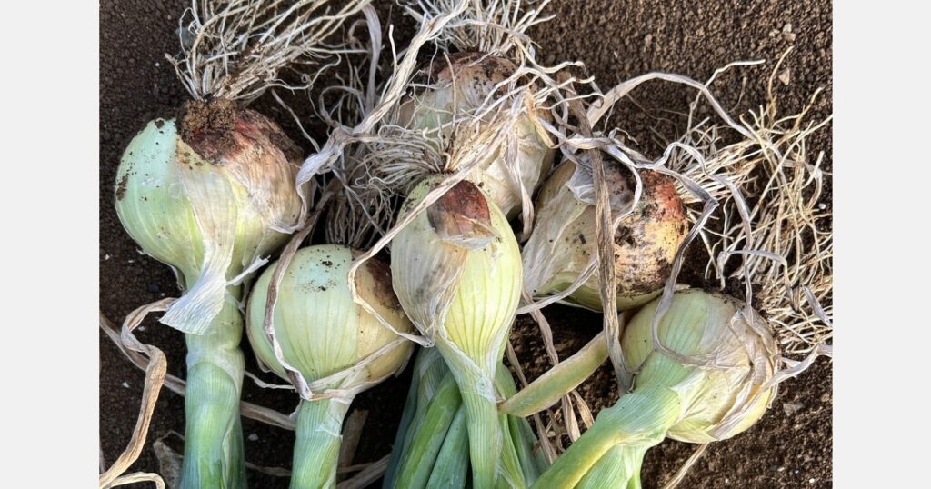 Some customers are looking to supplement the local crop with New Zealand onions "Some customers are looking to supplement the local crop with New Zealand onions"