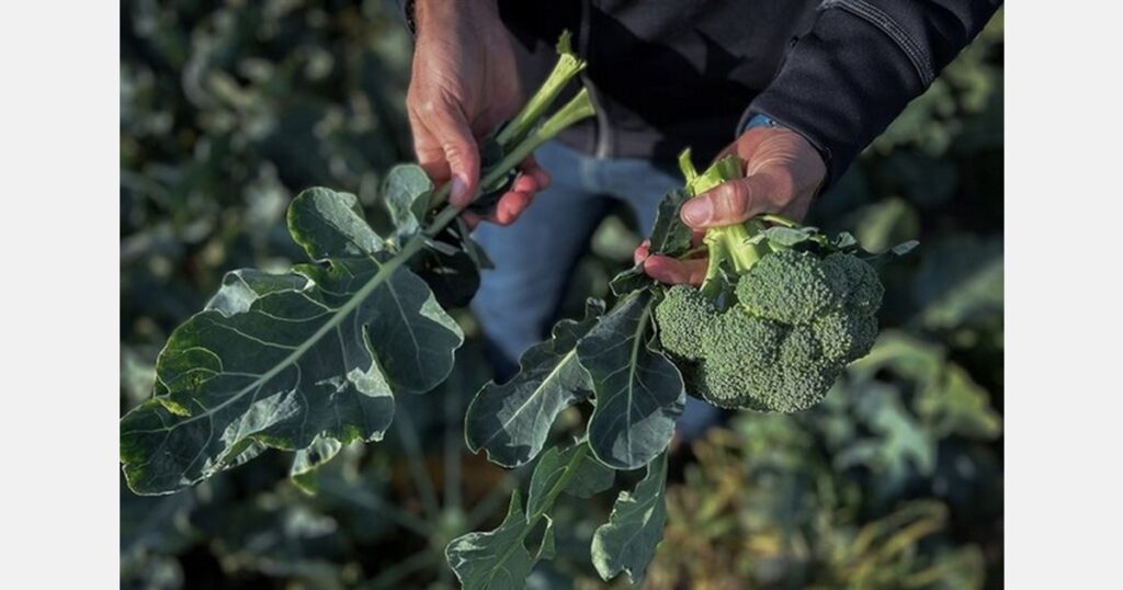 Sweden launches broccoli leaf use to reduce harvest waste Sweden launches broccoli leaf use to reduce harvest waste
