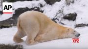 Animals at Germany and Hungary zoo roll around and enjoy the snow (Video)