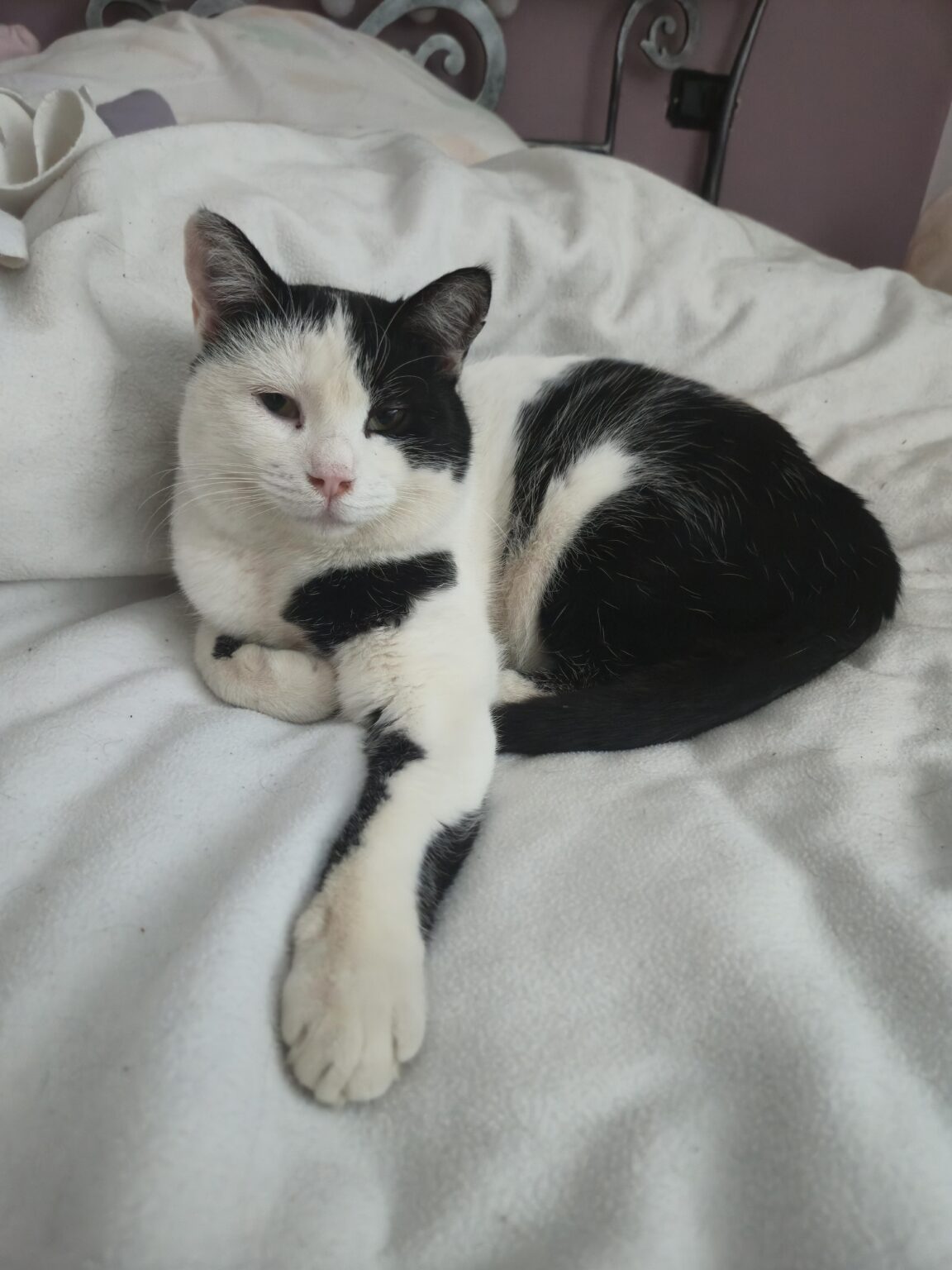 When he doesn't want to share a bed 😻 [Mačkobota]