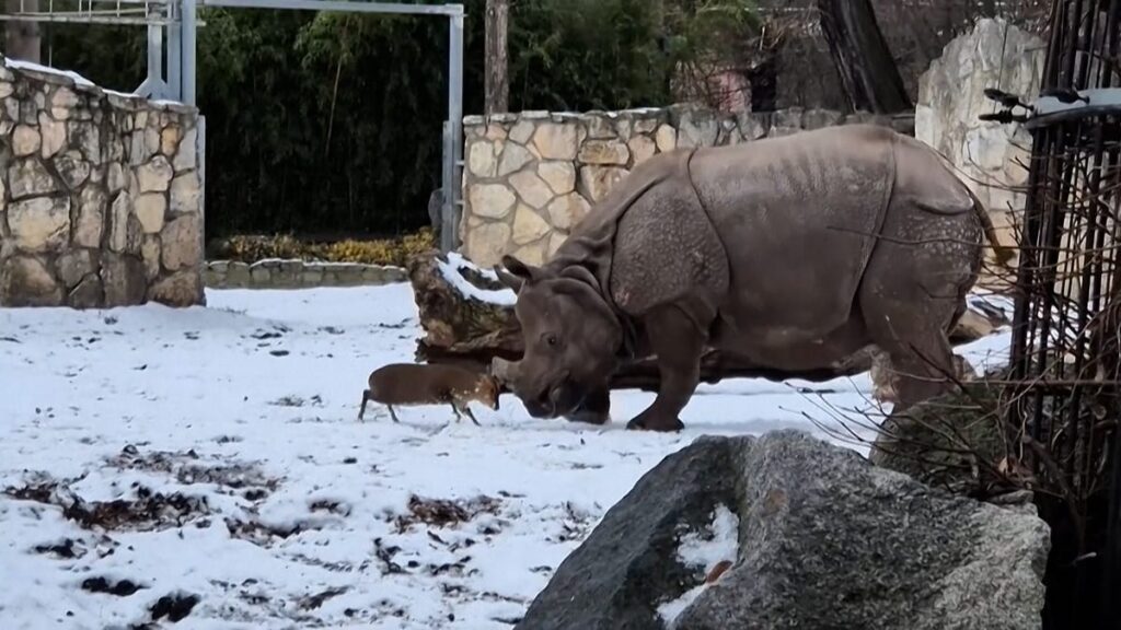 See as tiny deer takes on massive rhino at a Poland zoo