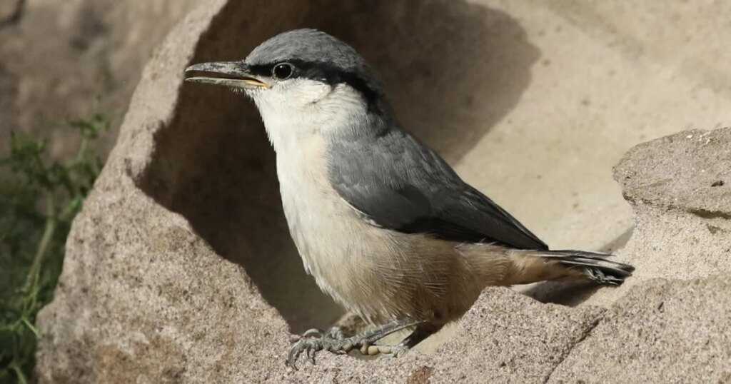 Western Rock Nuthatch sighting in Slovenia hints at range expansion