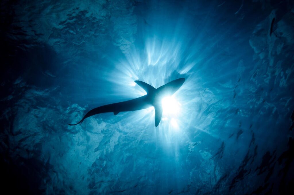 How Energy Reserves Drive Blue Shark Movements In The Open Ocean