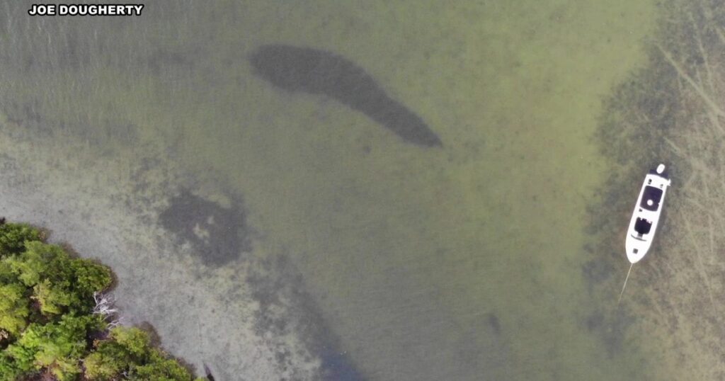 Proposed cruise port near Sunshine Skyway sparks environmental concerns in Manatee County