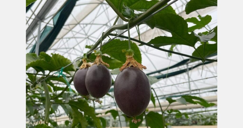 Turnkey greenhouse projects advance modern agriculture in Turkey