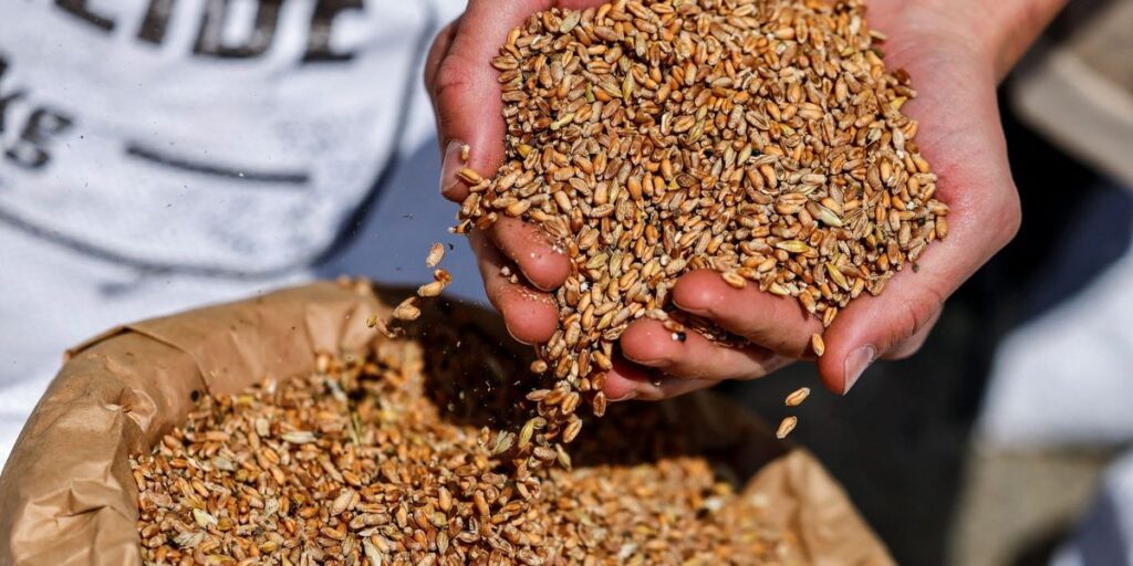 Barren land increases, Albania buys more grain from abroad – Serbia leads Barren land increases, Albania buys more grain from abroad - Serbia leads
