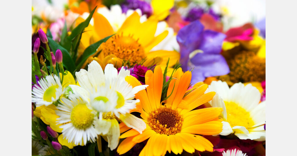 China continues supplying fresh-cut flowers to Russia China continues supplying fresh-cut flowers to Russia