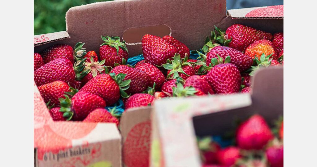 South Korea boosts winter strawberry exports to US$72 million