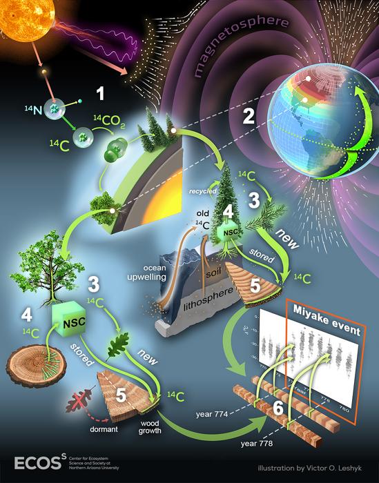Artist’s representation of how 14C produced by cosmic rays is recorded in tree ring cellulose