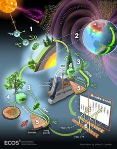 How tree rings help scientists understand disruptive extreme solar storms How tree rings help scientists understand disruptive extreme solar storms