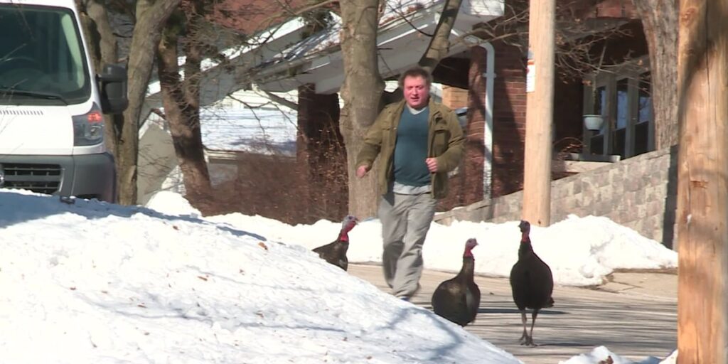 Wild turkey attacks leave neighbors concerned in Janesville