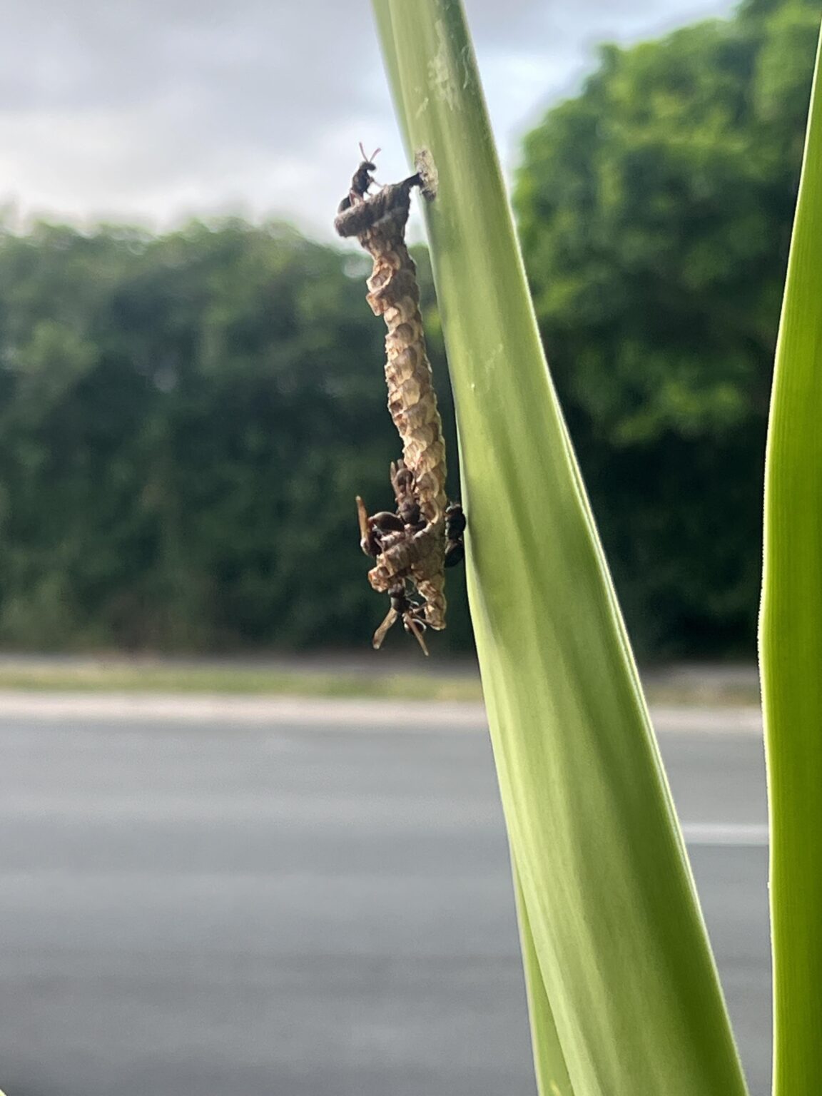 These are at the front door - are they dangerous?