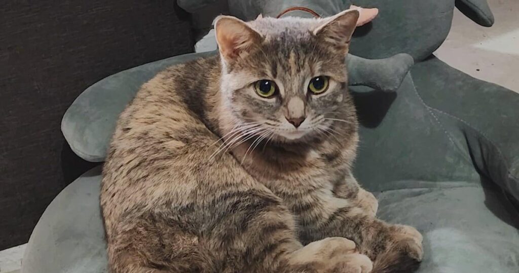 Owner of slain cat speaks out after charges dropped against Toronto teen