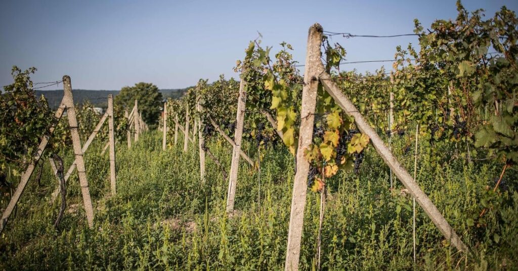 Park up and pour a glass: Slovakia plans caravan stays in vineyards
