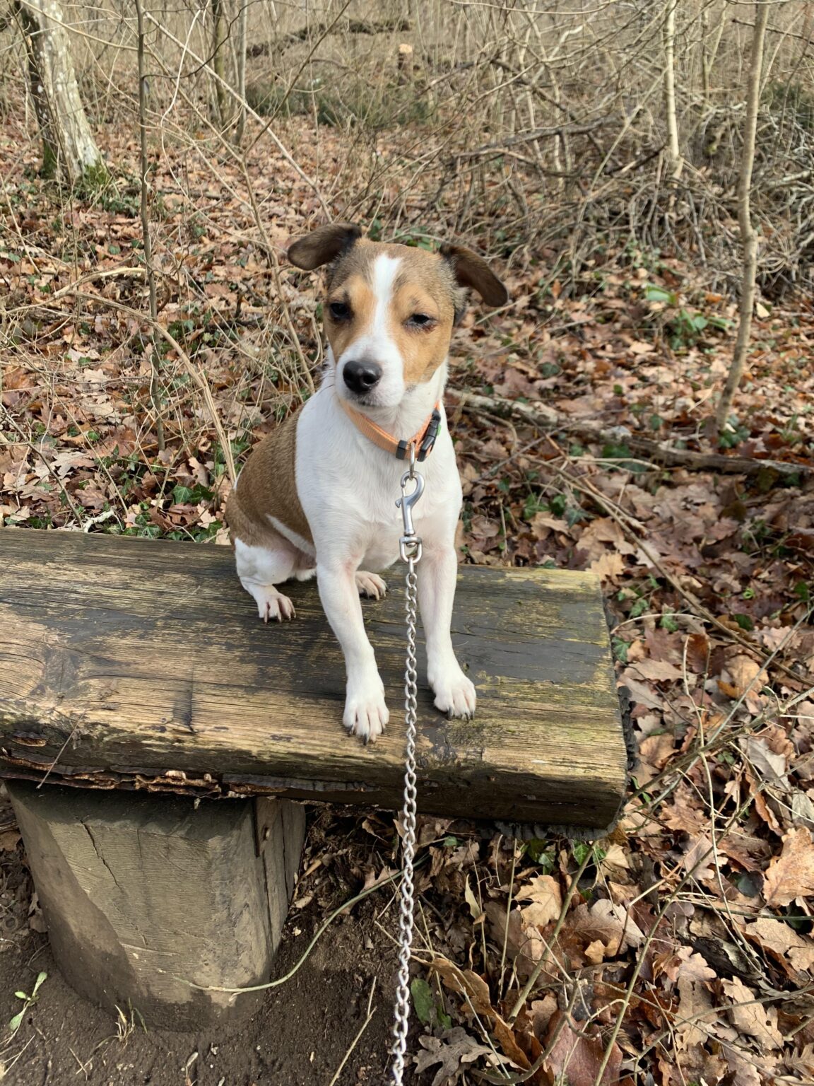 Help: We are looking for a lost dog in the vicinity of Notranji Gorice