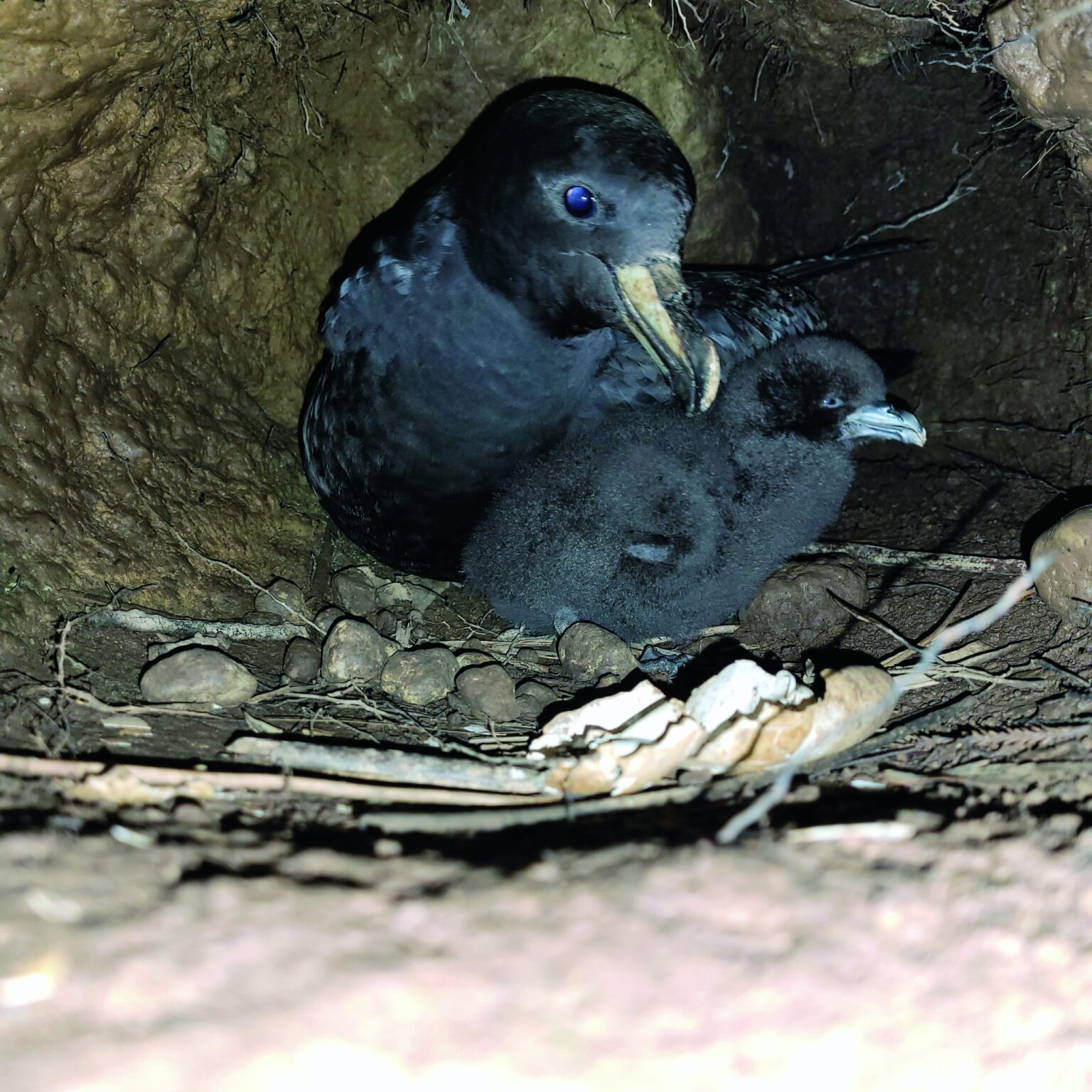 Feisty Westland petrel defies the odds