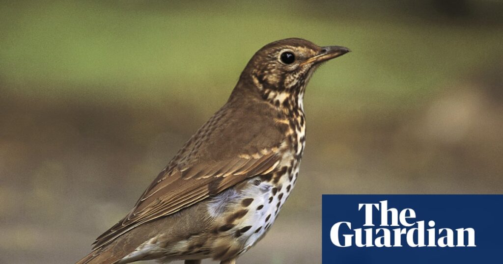 European cold snap may increase bird migration to UK | Environment