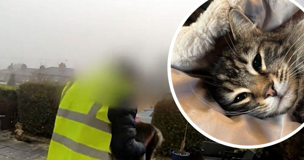 Cat 'stolen' from front door by Amazon delivery driver is now back home