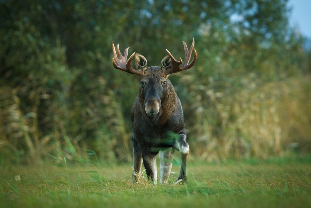 A moose in Estonia. Photo: Jarek Jõepera.