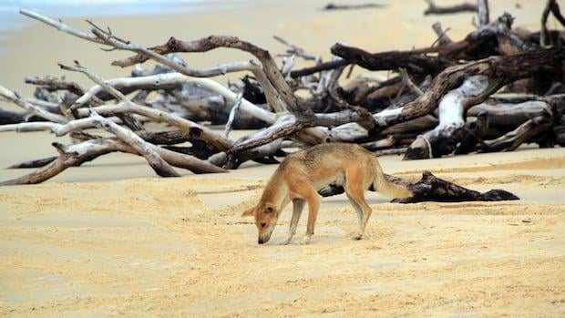 'Horrific scene' as Canadian tourist found dead in Australia, body surrounded by dingoes