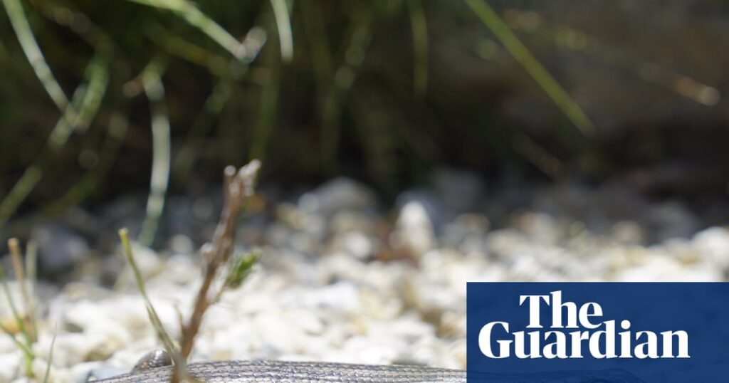 Critically endangered skink births expected after captive breeding program success – video | Endangered species