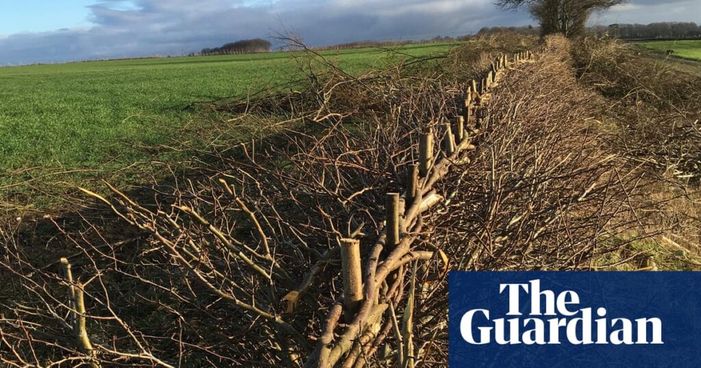 Country diary: There’s a hard, ancient pleasure to laying a hedge | Rural affairs