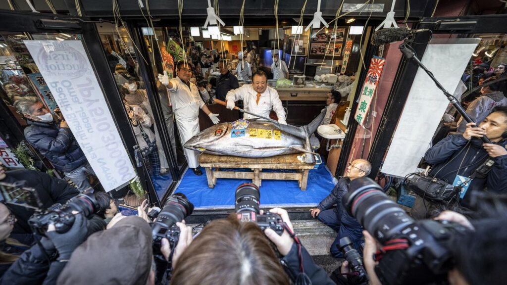 Big Spending on a Big Fish: ¥510 Million the Winning Tuna Bid at Toyosu New Year Auction Big Spending on a Big Fish: ¥510 Million the Winning Tuna Bid at Toyosu New Year Auction