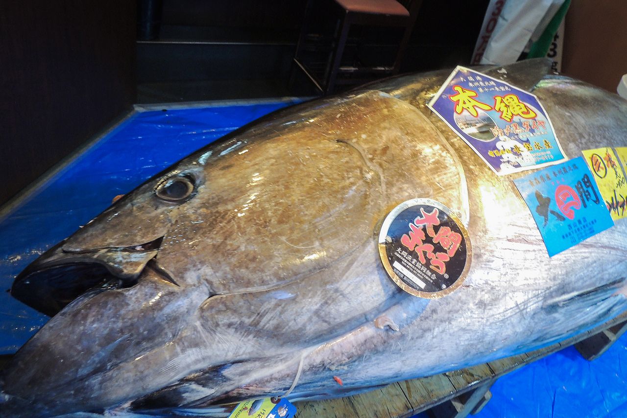 The Ōma-caught tuna that set a record price of ¥2.1 million per kilogram. (© Kawamoto Daigo)