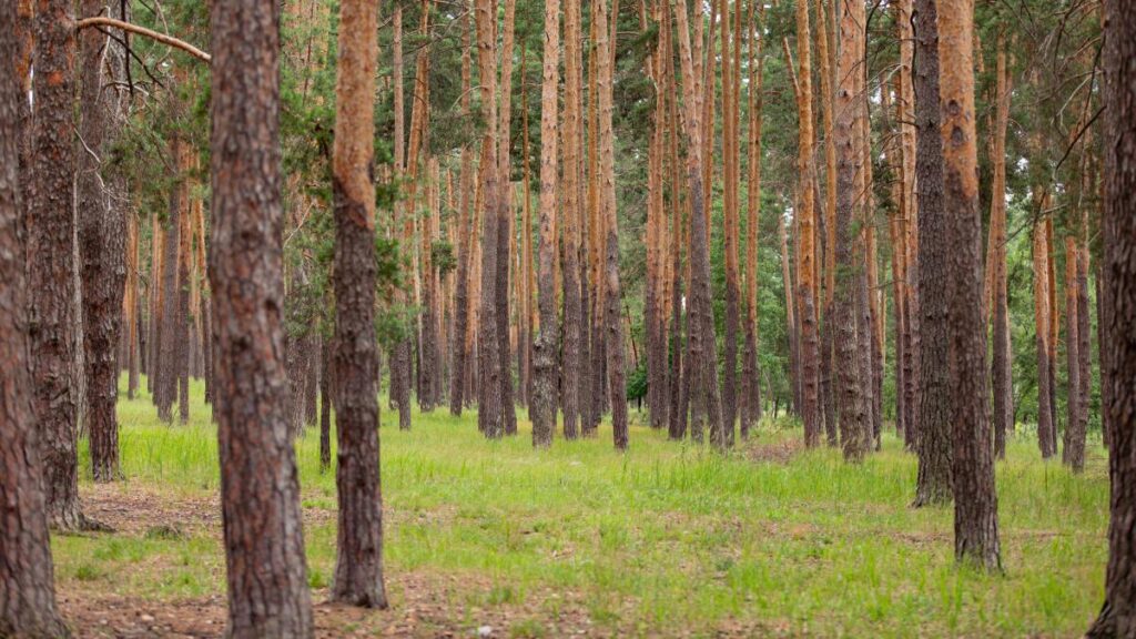 A history of Russia through its trees — all 100 billion of them A history of Russia through its trees — all 100 billion of them