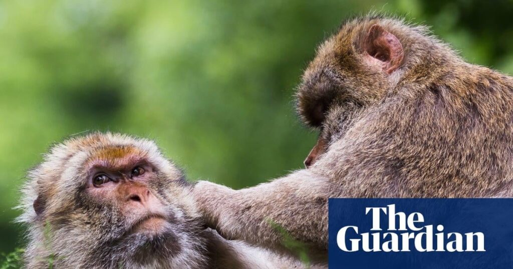 Primates’ same-sex sexual behaviour ‘may reinforce bonds amid environmental stress’. Behaviour among non-human species could help keep groups together in face of social challenges, says study. Same-sex sexual behaviour was found in 59 non-human primate species.