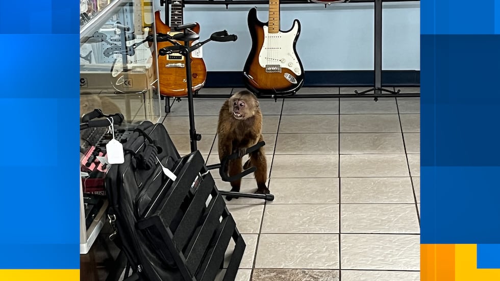 Search underway for monkey who damaged Morristown business, police say