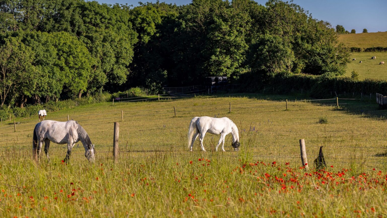 How horse owners can make small sustainability changes for big benefits