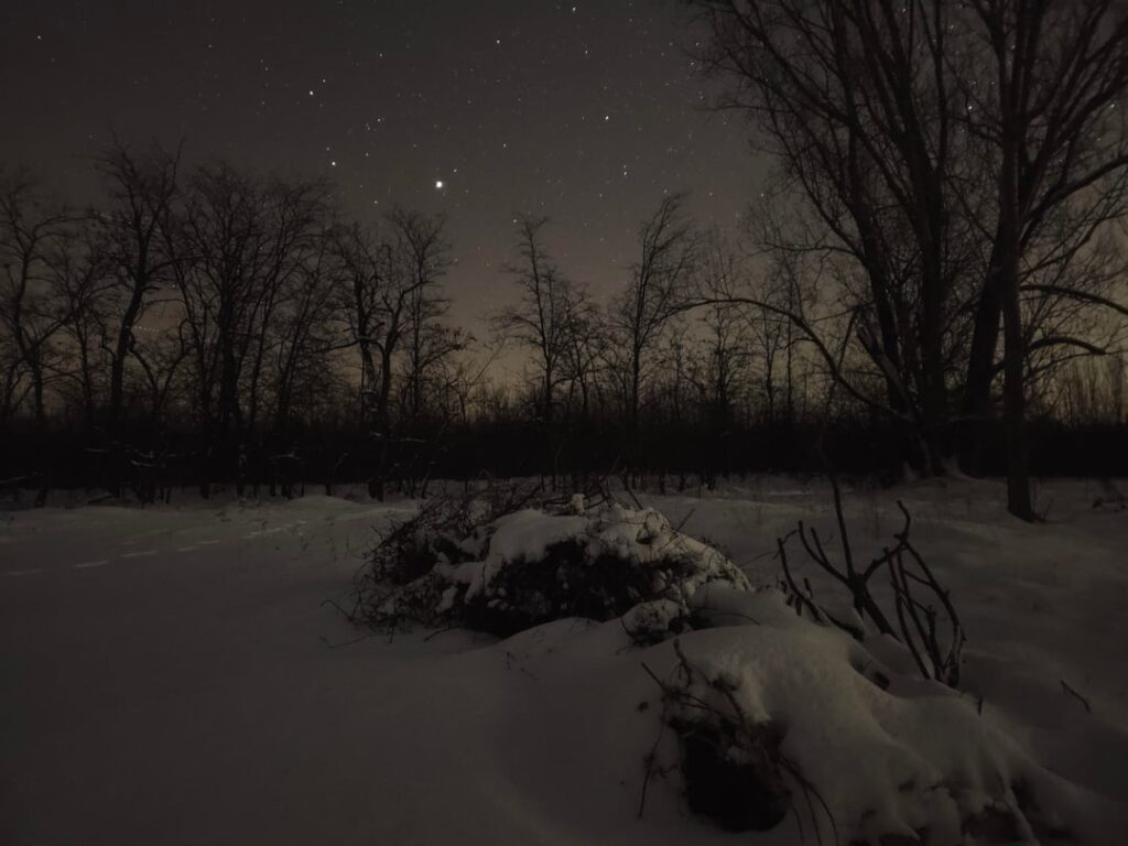 Starry evening at the winter forest