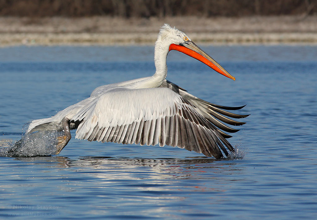 Dalmatian pelican