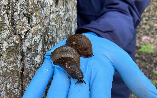 Estonia’s recent snowy weather may also be boon to invasive slugs | News Estonia's recent snowy weather may also be boon to invasive slugs | News