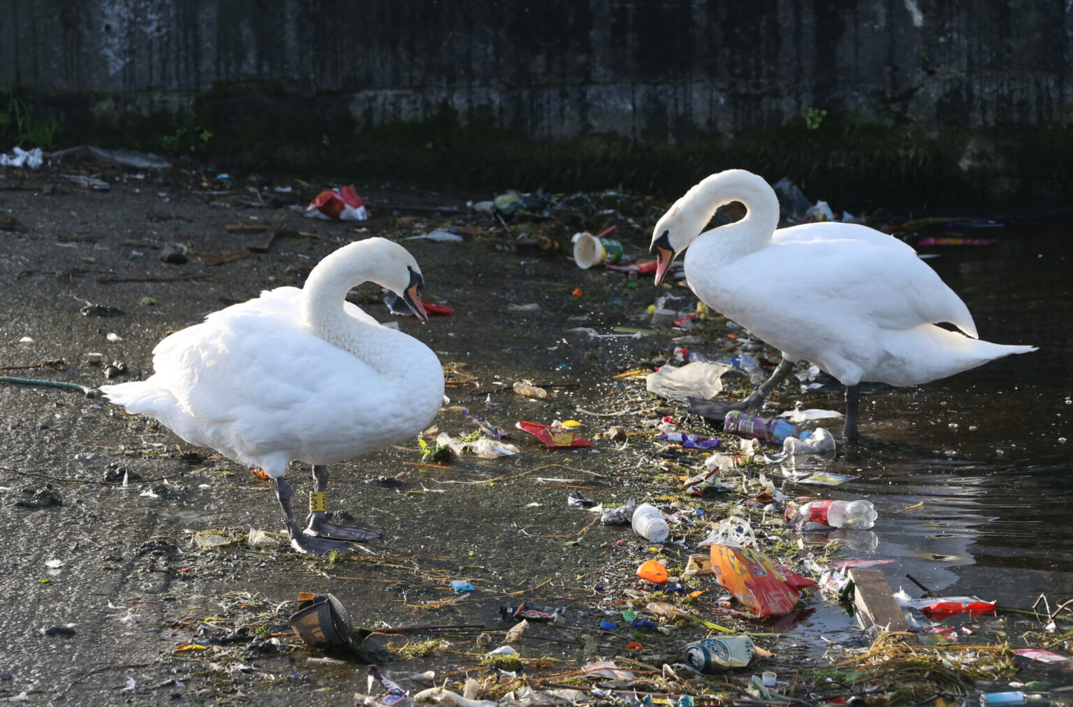 Ireland's most littered communities ranked in annual IBAL survey