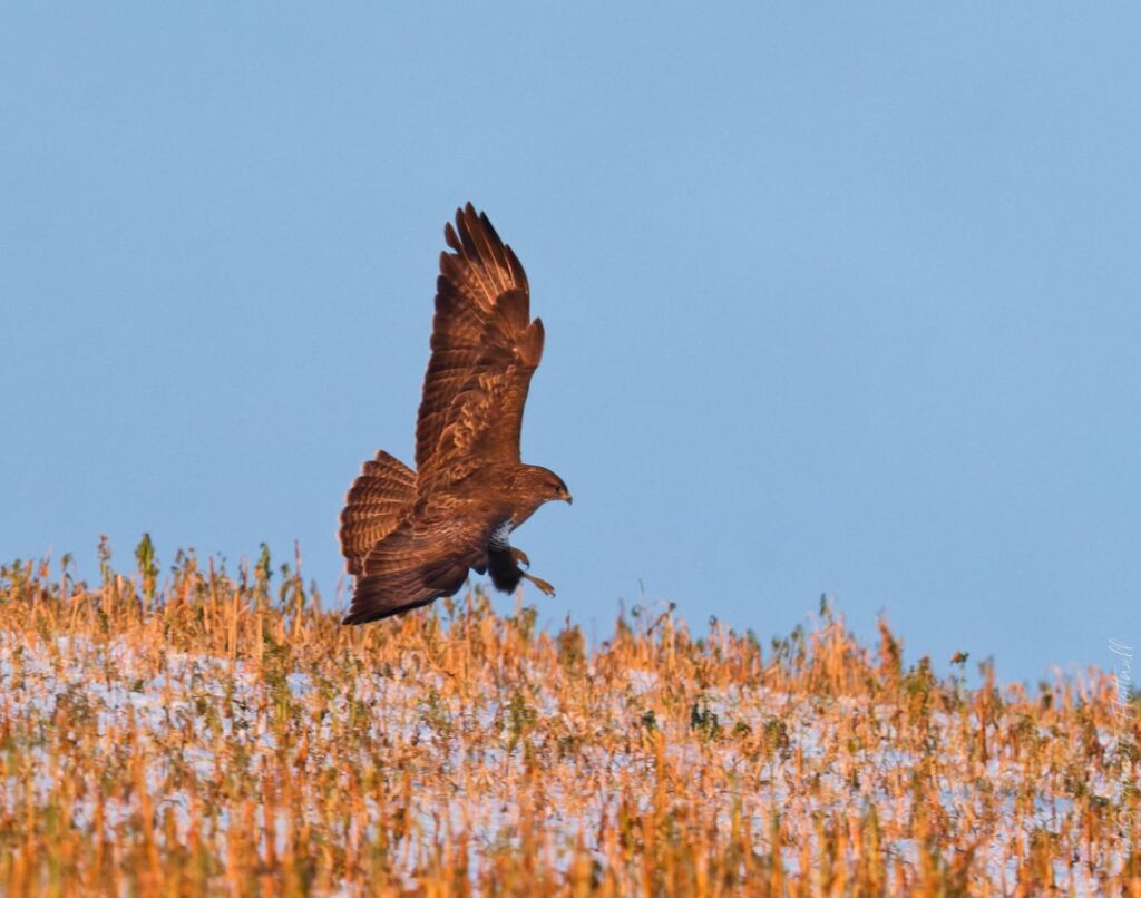 Icelek Nature The buzzard and a frozen grey heron (ardea cinerea)