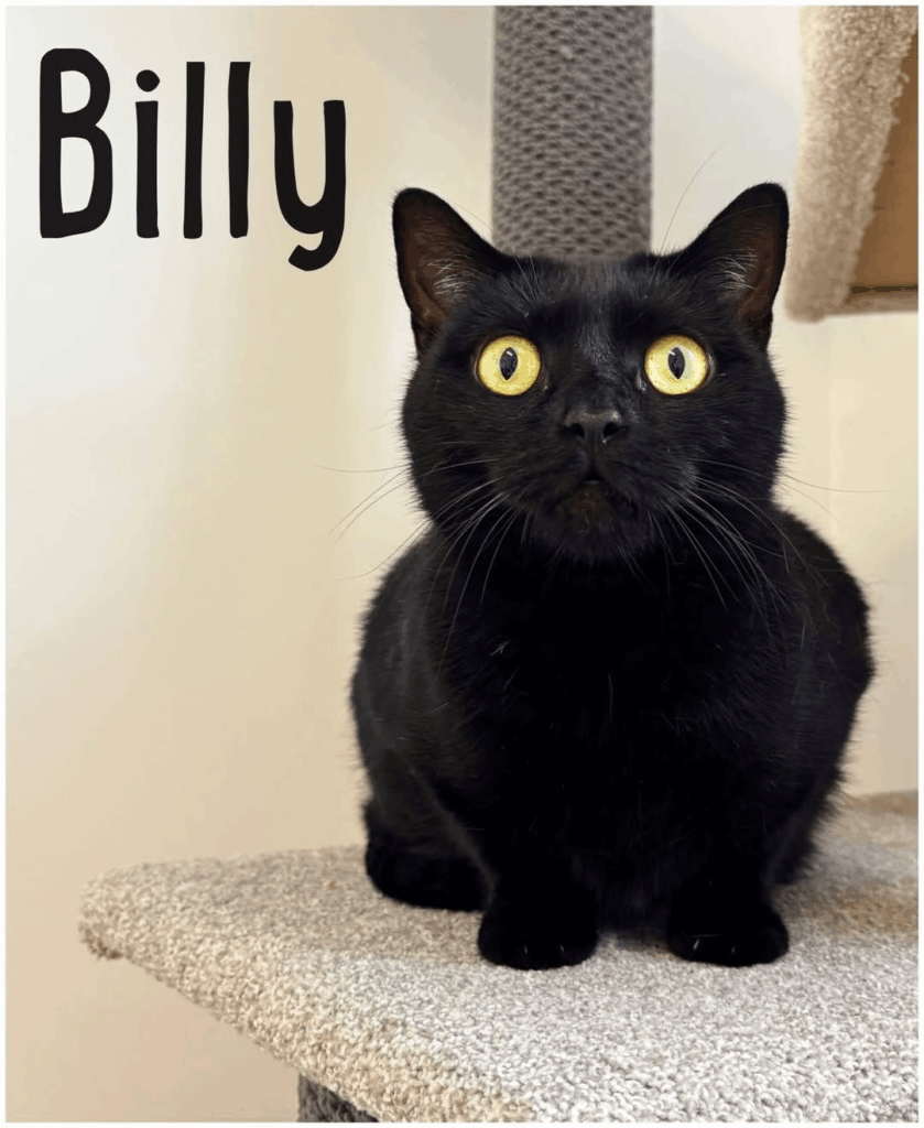 From Eatons Hill Vet: “Billy” is 3.5yrs old, playful, affectionate, and ready to thrive in a calm, cat savvy home where he can be the only pet and live his best life (preferably with a secure outdoor area to patrol).