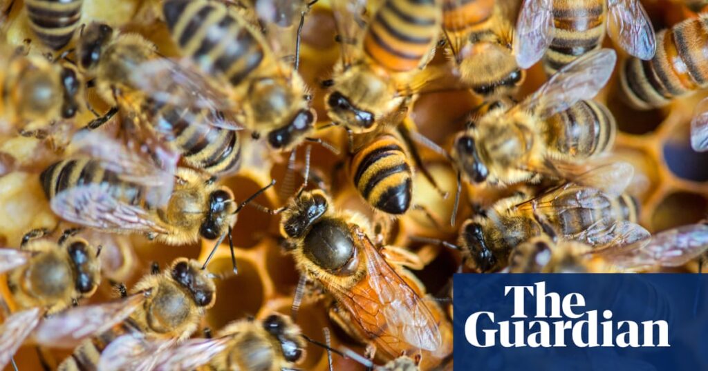 Seven environmental wins across the US in 2025 despite Trump-era reversals | Environment Seven environmental wins across the US in 2025 despite Trump-era reversals | Environment