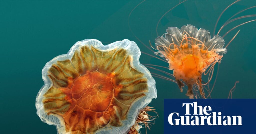 Gelatinous horde of red stinging jellyfish wash into Melbourne beaches | Environment