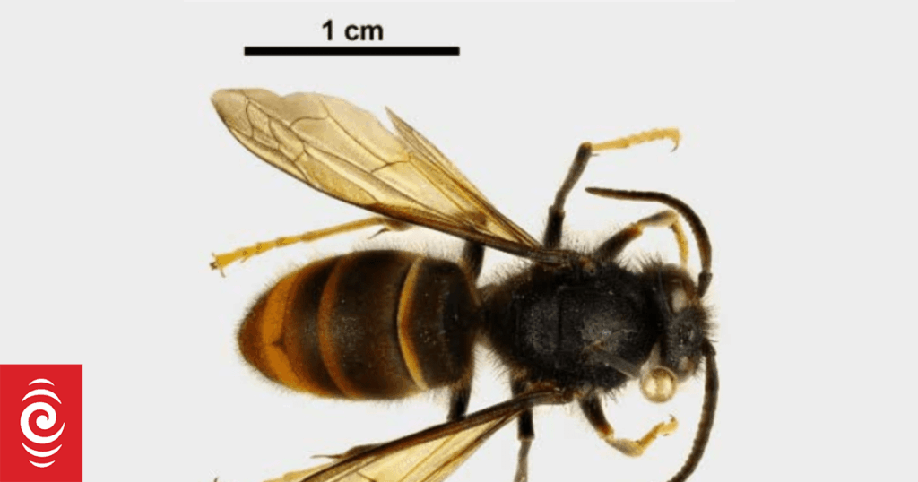 More yellow-legged hornet queens found in Auckland More yellow-legged hornet queens found in Auckland