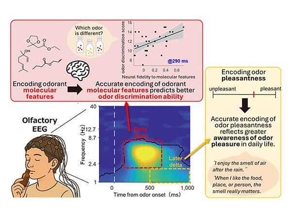 Early brain activity shapes how we sense smells