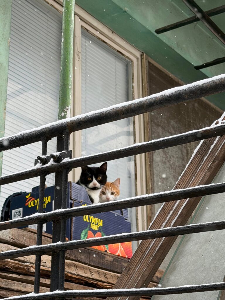 Two fluffy male kittens are looking for a home