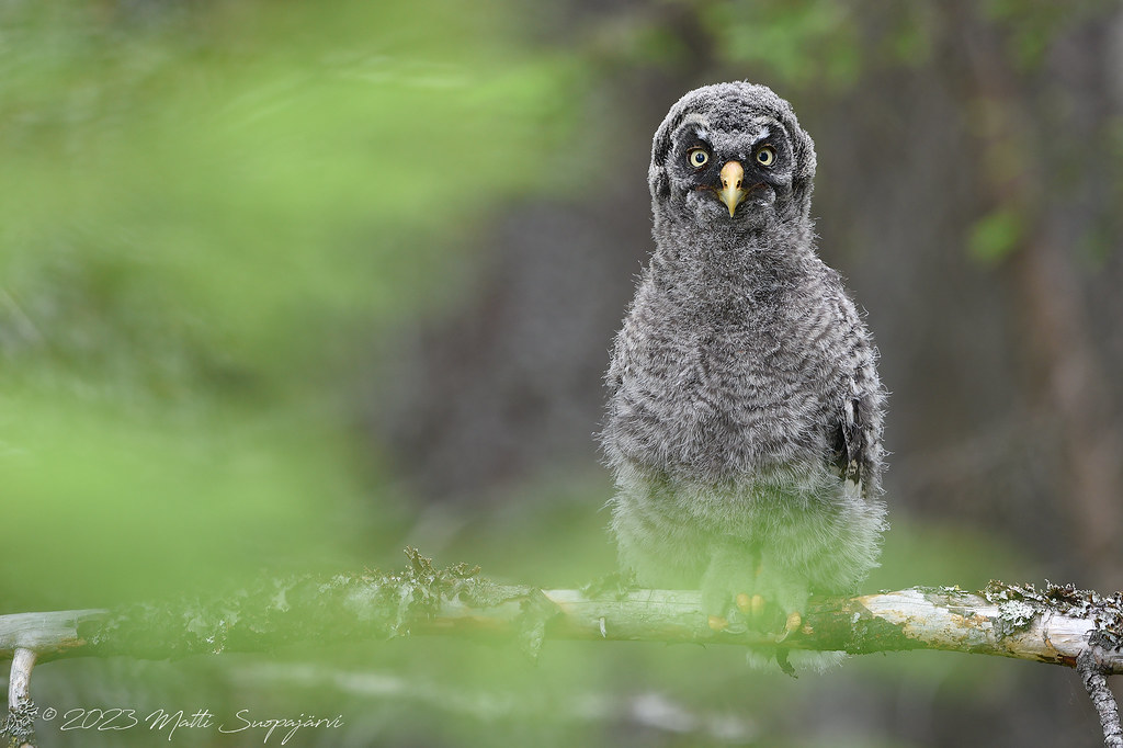 Finland’s Great Grey Owl population increasing as they show signs of adapting to climate change, #ornithology news via @RareBirdAlertUK Lapinpöllö