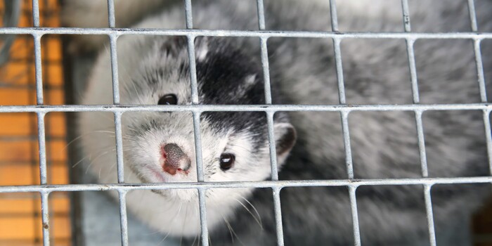Poland Finally Banned Fur Farms. Now the EU Must End This Cruel Industry for Good.