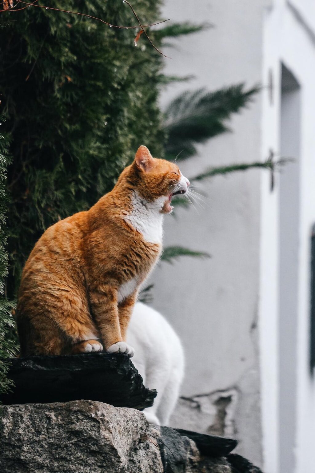 Plovdiv cats + bonus two non-cat butts