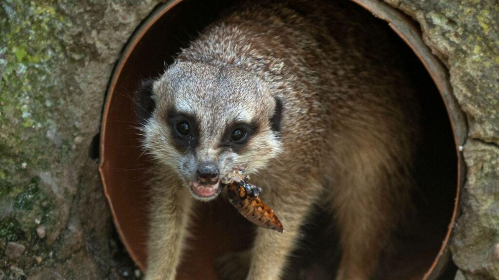 Polish zoo offers ‘ultimate Valentine's revenge’ with ex‑named cockroaches