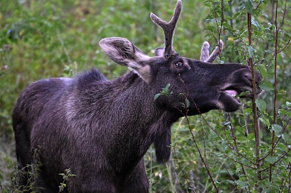 Moose Emil, who roamed Lower Austria in 2024.