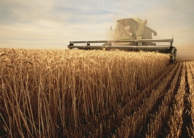 Ukraine harvested 58 million tons of grain in 2025