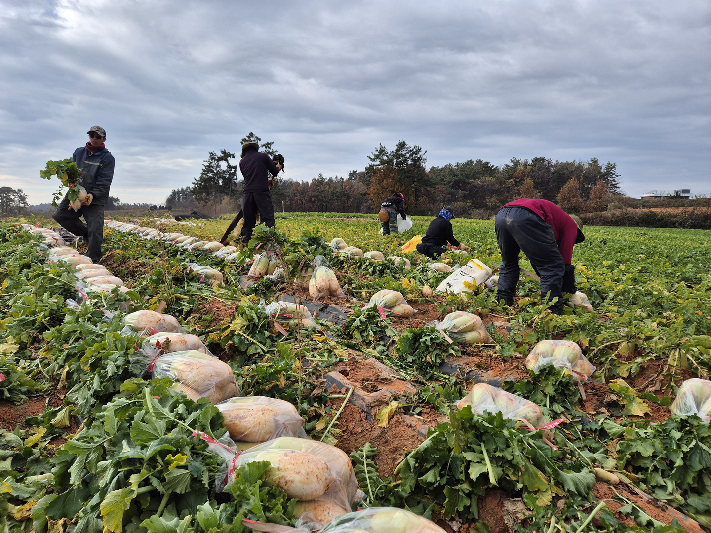 Vietnamese migrant workers harvest radishes in a field in Yeongam County, South Jeolla, on Dec. 4, 2025. [HWANG HEE-GYU]